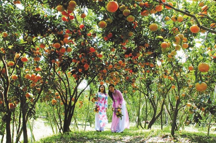 Tourism between HCMC and Mekong Delta set for recovery