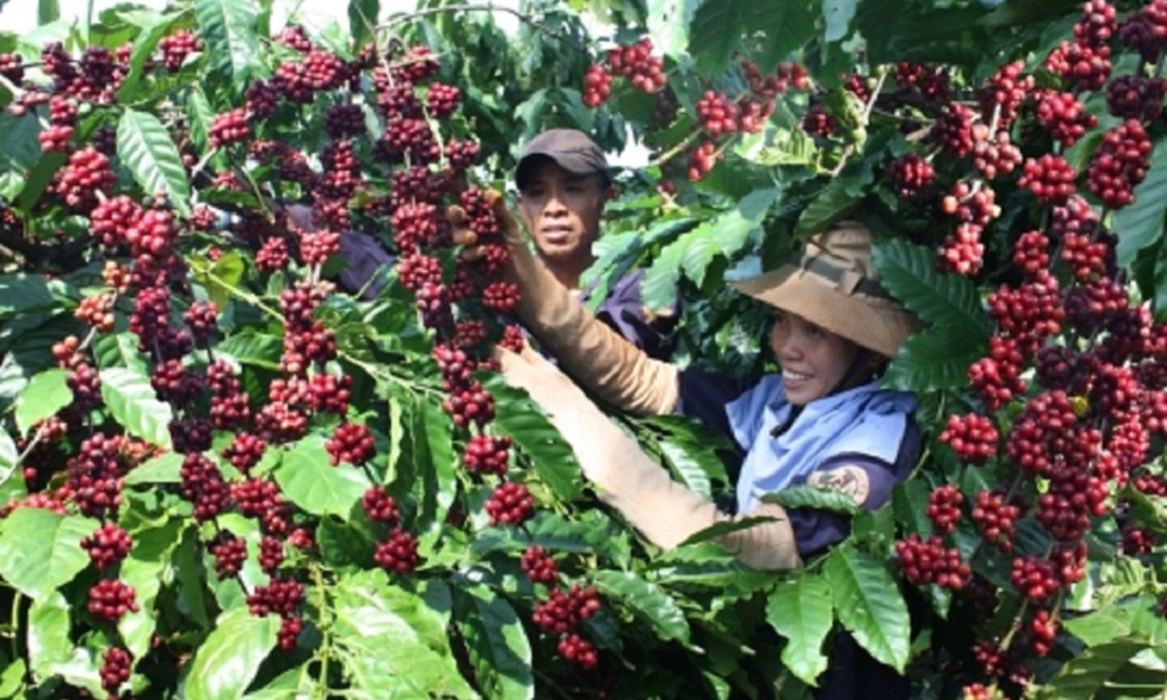 Xuất khẩu cà phê sáng sủa trong năm 2022.
