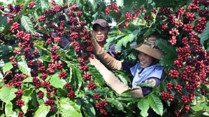 Coffee exports hold great promise