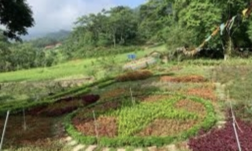 Đà Nẵng: Không cung cấp dịch vụ lưu trú khi thí điểm mô hình du lịch trên đất nông nghiệp