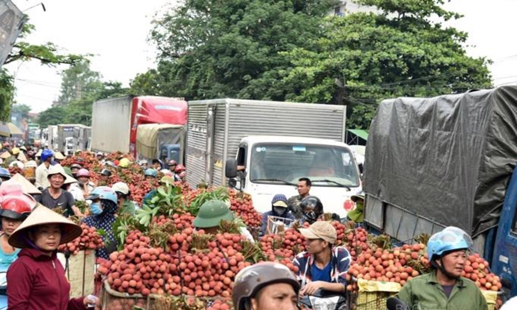 Quốc lộ 31 là tuyến giao thông huyết mạch, đóng vai trò quan trọng trong việc lưu thông vận chuyển vải thiều huyện Lục Ngạn.