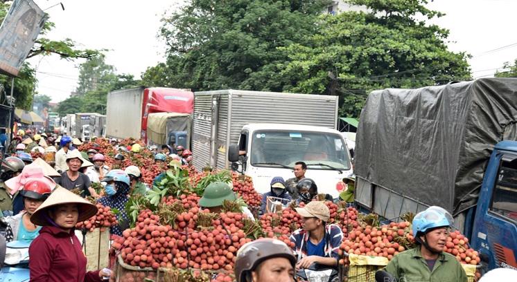 Quốc lộ 31 là tuyến giao thông huyết mạch, đóng vai trò quan trọng trong việc lưu thông vận chuyển vải thiều huyện Lục Ngạn.