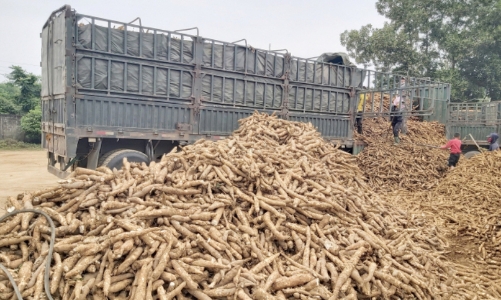 Vì sao Hiệp hội sắn làm đơn kêu cứu khẩn cấp? 