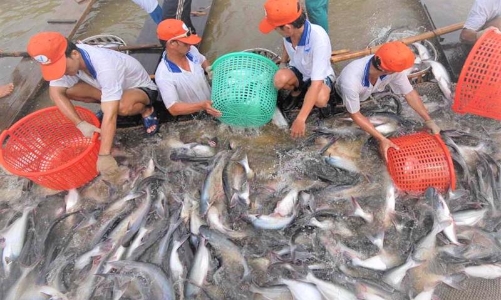 Thêm doanh nghiệp Việt được hưởng thuế chống bán phá giá 0% khi xuất cá tra vào Mỹ