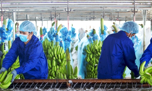 Năm 2022, HAG dự kiến phát hành cổ phiếu riêng lẻ đầu tư vào chuối và chăn nuôi heo