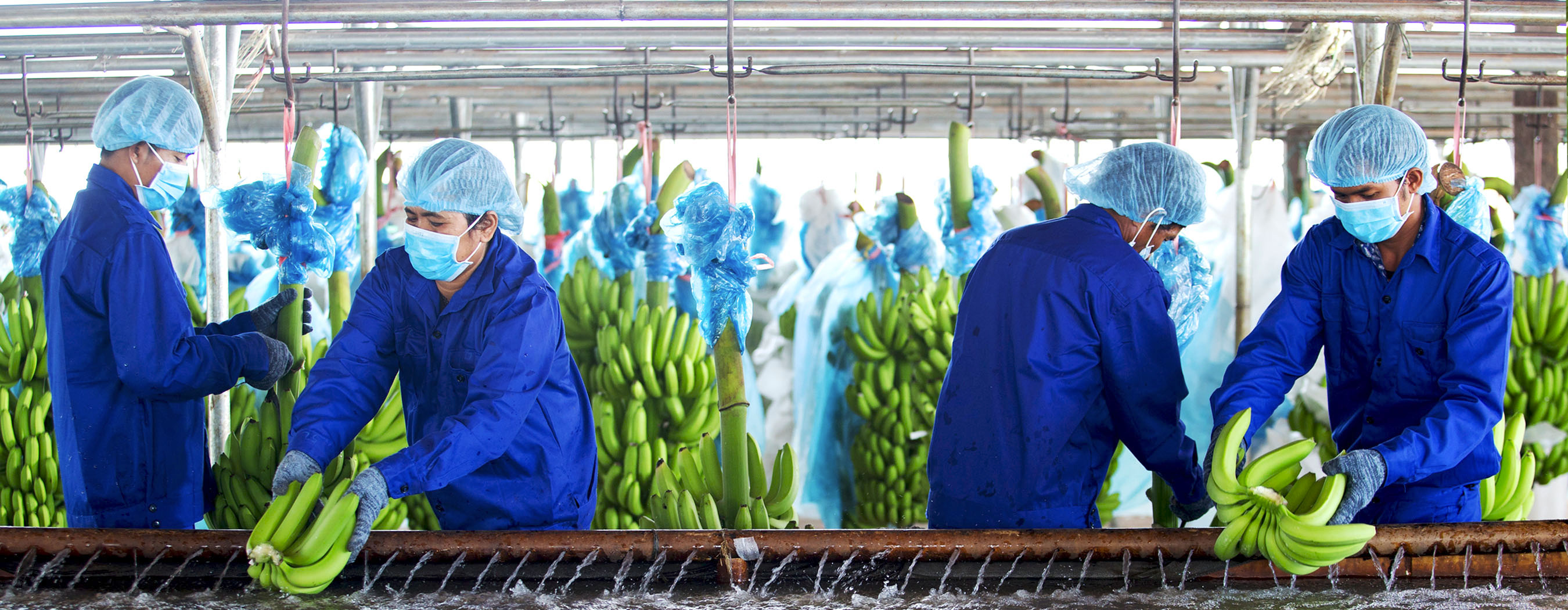 Theo Chủ tịch HAG, điểm sáng và mới mẻ của HAGL là sự sáng tạo trong việc vận dụng nguồn lực bổ trợ từ ngành chuối để tạo ra lợi thế cạnh tranh đặc biệt cho ngành chăn nuôi heo.