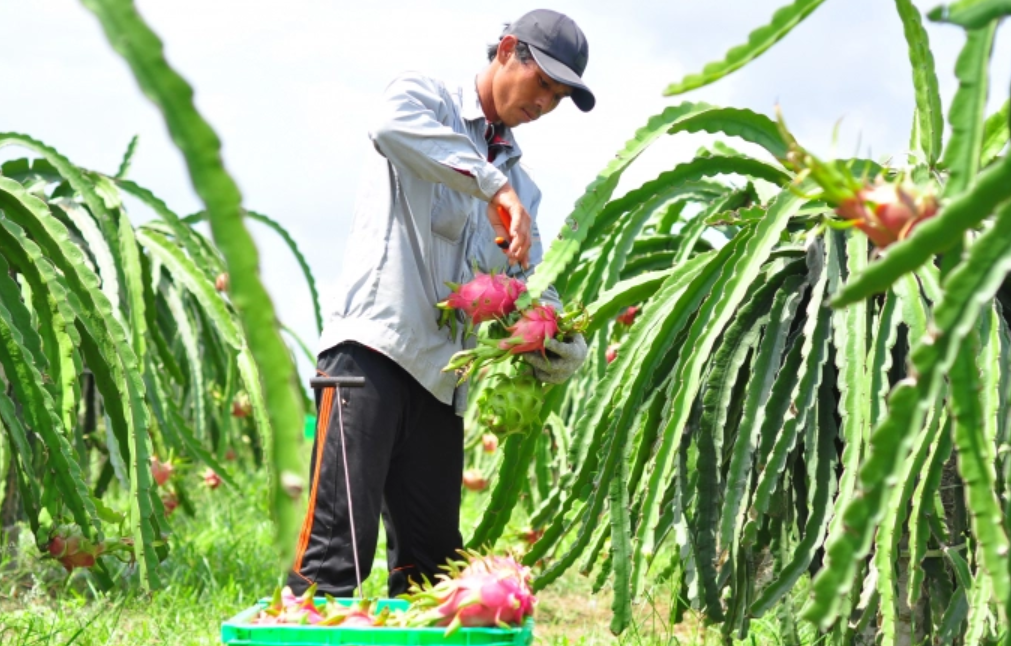 Mã số vùng trồng là "hộ chiếu" xuất khẩu nông sản.