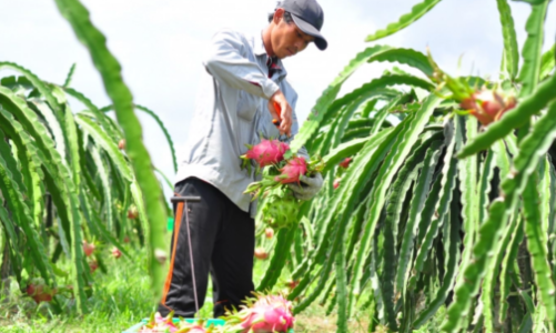Tăng cường quản lý mã số vùng trồng và cơ sở đóng gói nông sản xuất khẩu