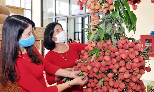 Bắc Giang lên kế hoạch đưa vải thiều sang Mỹ