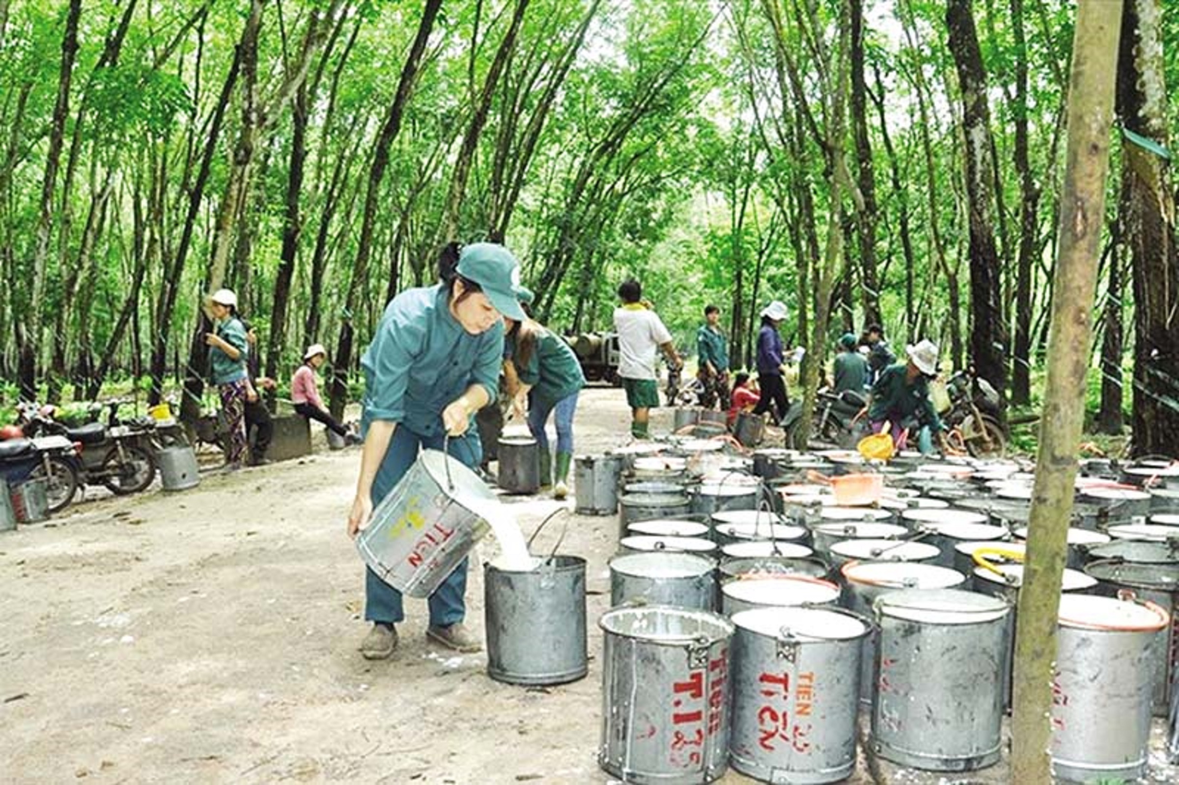 Xuất khẩu cao su năm 2021 tăng 11,7% về lượng, nhưng tăng tới 36,2% về trị giá.