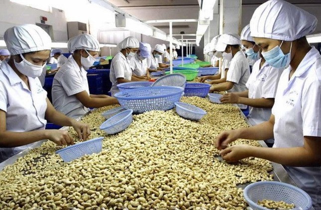 Doanh nghiệp xuất khẩu điều của Việt Nam c&ograve;n thật th&agrave; qu&aacute;.