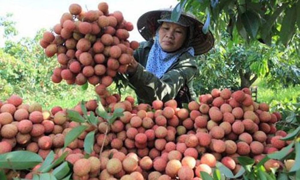 Vải thiều Bắc Giang, Hải Dương lên sàn thương mại điện tử.