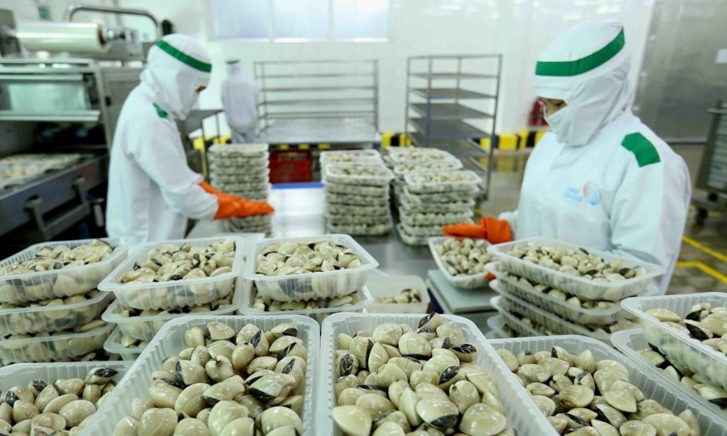 Năm 2021, xuất khẩu nghêu sang thị trường EU tăng 42% so với cùng kỳ.
