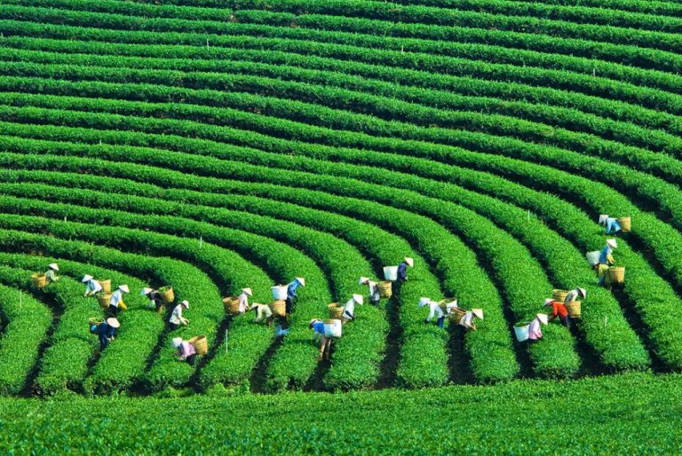 Tăng trưởng xanh – Chìa khóa của phát triển bền vững. Ảnh: sưu tầm