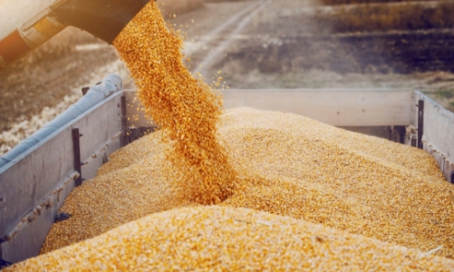 Giống cây trồng chỉnh sửa gen đầu tiên trên thế giới đang chờ cấp phép thương mại