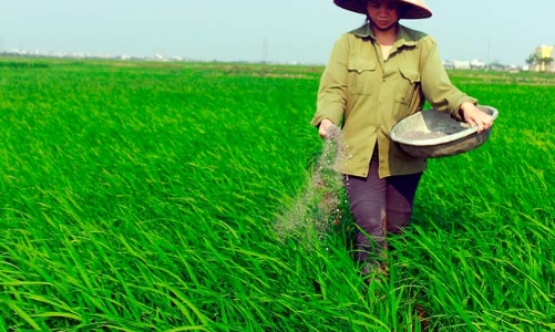 Giá phân bón khó hạ nhiệt: Chẳng nhẽ bó tay?