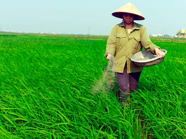 Trong sản xuất nông nghiệp, chi phí cho phân bón chiếm tỷ lệ tới 40 – 45% giá trị đầu vào. Do đó, giá phân bón tăng cao sẽ tác động trực tiếp đến giá thành các sản phẩm đầu ra của nông nghiệp...