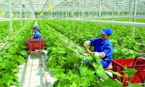 Doanh nghiệp tư nhân là động lực chính cho nông nghiệp xanh, phát thải thấp