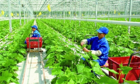Doanh nghiệp tư nhân là động lực chính cho nông nghiệp xanh, phát thải thấp