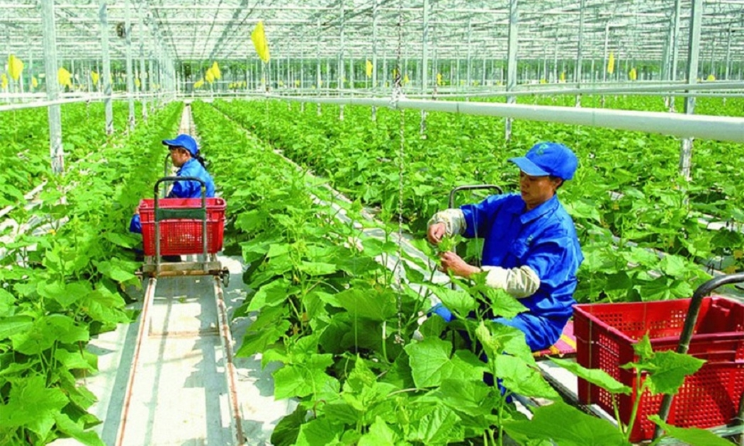 Việt Nam cần ưu tiên tăng cường sự tham gia của tư nhân vào phát triển nông nghiệp xanh, phát thải carbon thấp.