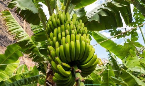 HAG chào bán 161,9 triệu cổ phiếu riêng lẻ giá 10.500 đồng/cp cho 3 nhà đầu tư