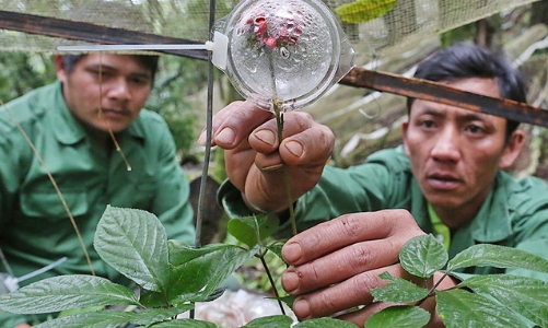 Vì sao sâm Ngọc Linh tại Kon Tum chết hàng loạt? 