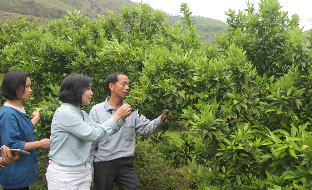 Ông Đỗ Quý Hạnh giới thiệu bí quyết chăm sóc cây cam. Ảnh: Chu Khôi.