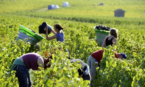 Xuất hiện lừa đảo đi làm việc tại Australia theo chương trình visa nông nghiệp