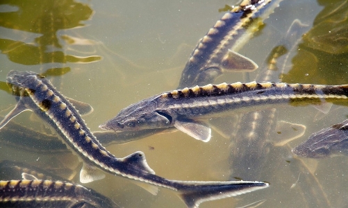 Xử lý nghiêm tình trạng nhập khẩu cá tầm lai