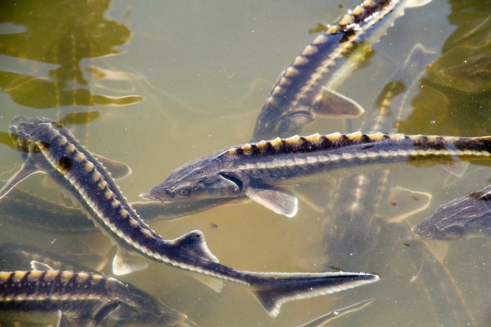 Cá tầm lai nhập khẩu từ Trung Quốc sẽ gây nhiều hiểm họa.