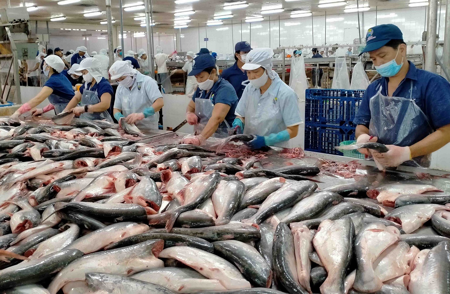 Doanh nghiệp cá tra Việt Nam hy vọng sẽ tìm kiếm được nhiều cơ hội tại Hội  chợ Thủy sản toàn cầu 2022