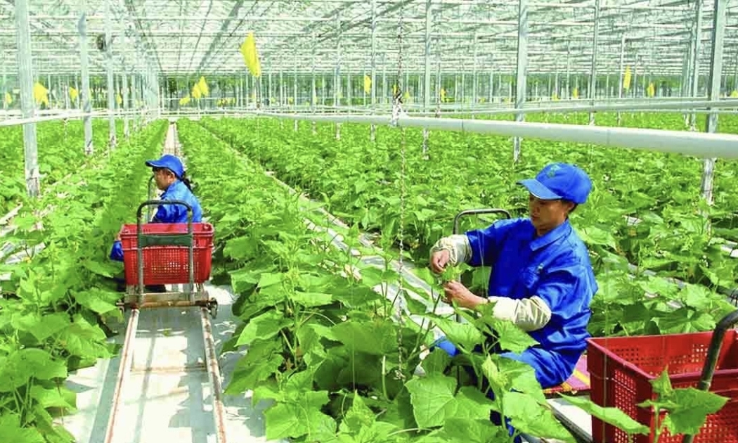 Ứng dụng công nghệ cao trong nông nghiệp cần được nhân rộng.