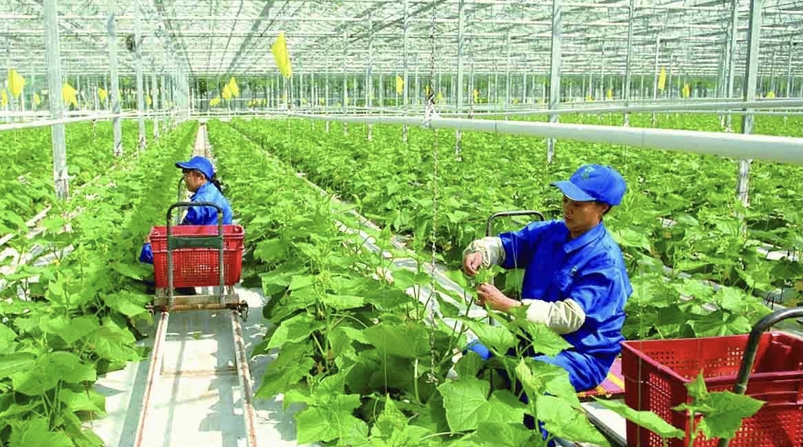 Ứng dụng công nghệ cao trong nông nghiệp cần được nhân rộng.  