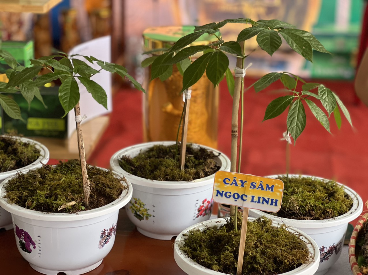 Cùng với củ sâm, thì cây sâm Ngọc Linh "xịn" cũng được các cơ sở ươm trồng đem tới sự kiện để giới thiệu với công chúng.