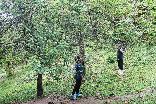 Vườn mơ đ&aacute; của b&agrave; H&agrave; Thị Lương đ&atilde; được chăm s&oacute;c theo quy tr&igrave;nh canh t&aacute;c hữu cơ.