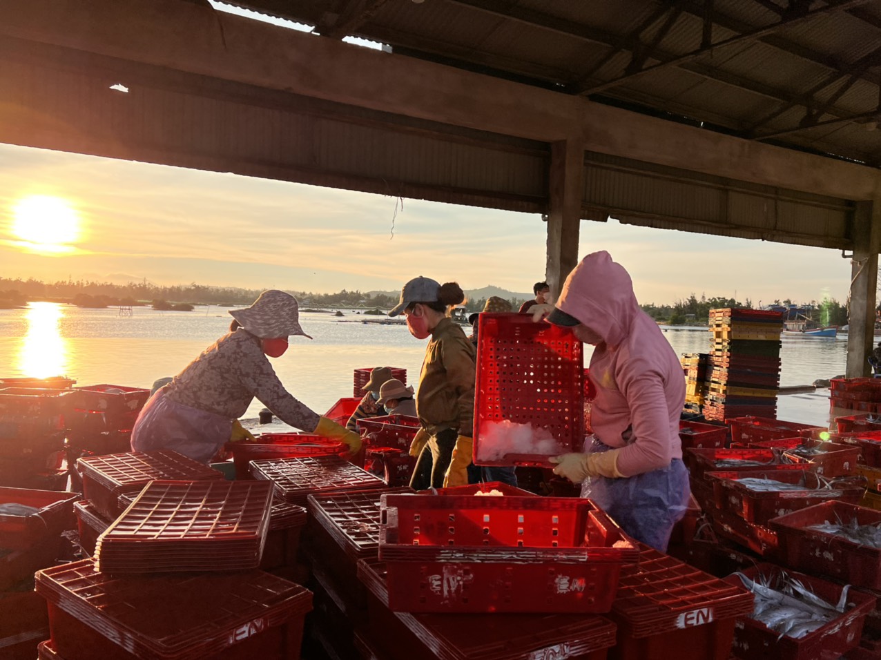 Cảng cá Sa Kỳ, Quảng Ngãi nhộn nhịp trong ngày 30/4 