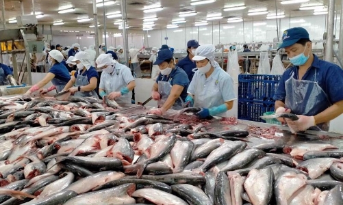 Giá cá tra xuất khẩu vào thị trường Mỹ lập kỷ lục