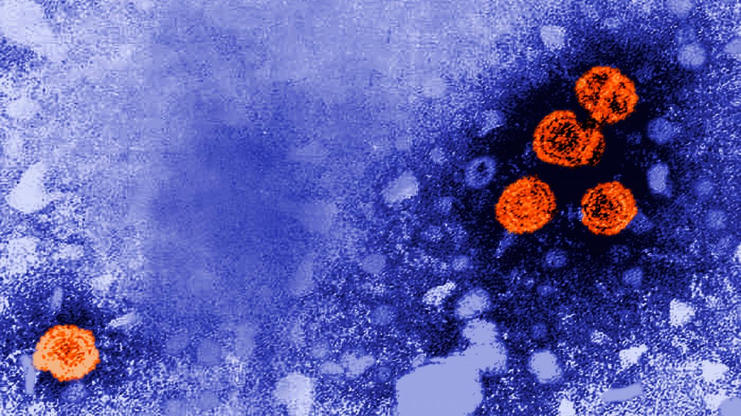 CDC Mỹ cho biết virus adeno 41 có thể là nguyên nhân gây ra bệnh viêm gan bí ẩn ở trẻ em.