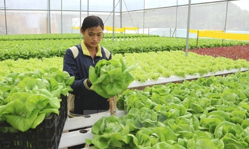 Tiếp tục thí điểm đưa lao động đi làm việc thời vụ tại Hàn Quốc