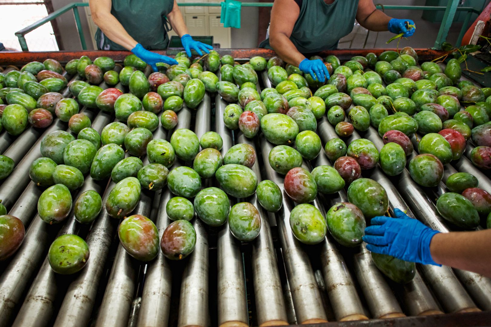 C&aacute;c doanh nghiệp xuất khẩu n&ocirc;ng sản Việt đang t&iacute;ch cực t&igrave;m nguồn h&agrave;ng v&agrave; thị trường thay thế, đồng thời nội địa h&oacute;a chuỗi cung ứng nhằm giảm thiểu rủi ro.