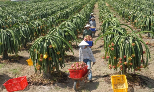 Đứt gãy chuỗi cung ứng, xuất khẩu nông sản tìm đường thoát hiểm