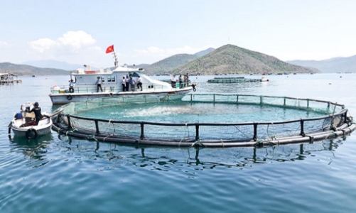 Phấn đấu sản lượng thủy sản nuôi biển đạt 1,4 triệu tấn vào năm 2030
