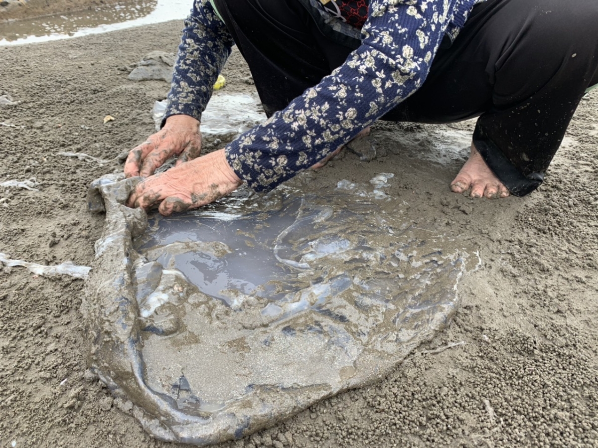 B&agrave; Trần Thị Minh cho biết, thịt sứa sau khi đ&atilde; lọc thịt b&aacute;n được khoảng 35.000đ/kg, tuy nhi&ecirc;n hi&ecirc;n nay sứa biển đ&atilde; &iacute;t hơn n&ecirc;n mỗi ng&agrave;y cũng chỉ t&igrave;m được v&agrave;i con, theo b&agrave; Minh đ&acirc;y chỉ l&agrave; c&ocirc;ng việc l&agrave;m th&ecirc;m, ở Đồ Sơn c&oacute; rất &iacute;t người l&agrave;m.&nbsp;