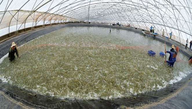 Mô hình nuôi tôm công nghệ cao đang phát triển mạnh tại Bến Tre