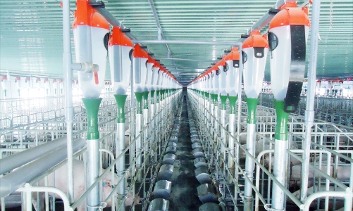 IFC hỗ trợ Tập đoàn Mavin phát triển hoạt động chăn nuôi lợn bền vững