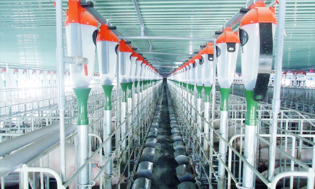 IFC hỗ trợ Tập đoàn Mavin tăng năng lực sản xuất thịt heo của Việt Nam đáp ứng các tiêu chuẩn của châu Âu.