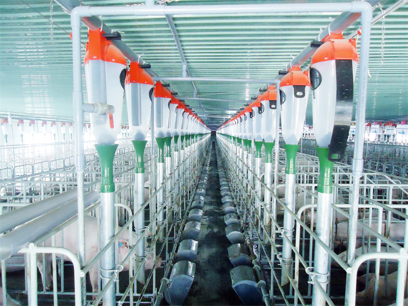 IFC hỗ trợ Tập đoàn Mavin tăng năng lực sản xuất thịt heo của Việt Nam đáp ứng các tiêu chuẩn của châu Âu.