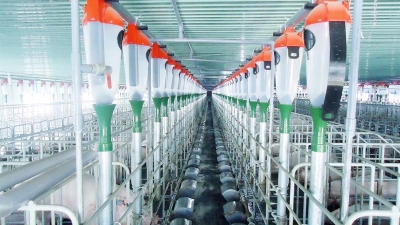 IFC supporting Mavin Group in pig raising