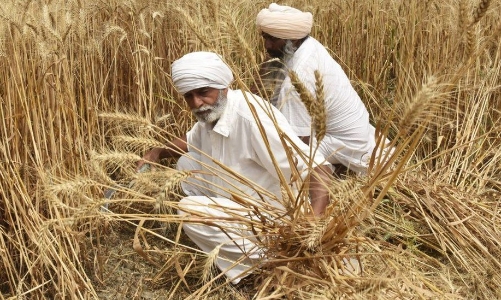 Vì sao lệnh cấm xuất khẩu lúa mì của Ấn Độ khiến Mỹ và châu Âu lo sợ?