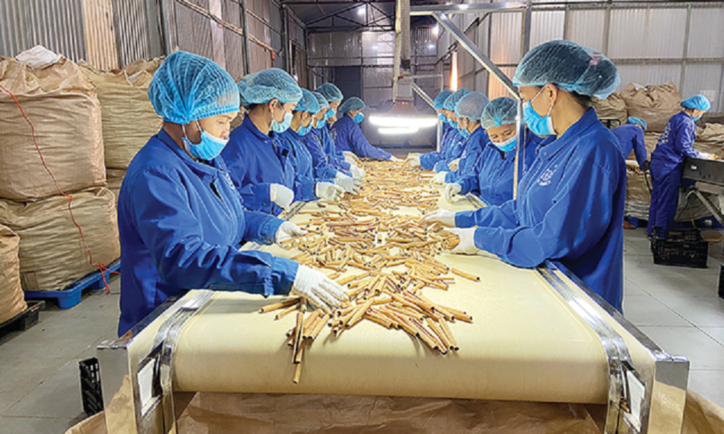 Qué xuất khẩu cho giá trị cao.
